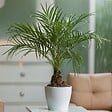 PLANT IN A BOX - Palmier Dattier nain - Phoenix roebelenii - Hauteur 80-90cm - ⌀21cm - vignette