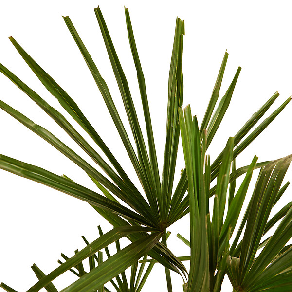 BLOOMIQUE - Trachycarpus Fortunei - Palmier chanvre - Palmier rustique - H. 60-80 cm - P. 21 cm - large