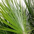 BLOOMIQUE - Lot de 2 - Chamaerops Humilis - Palmier nain européen - Palmier rustique - H. 40-50 cm - P. 15 cm - vignette