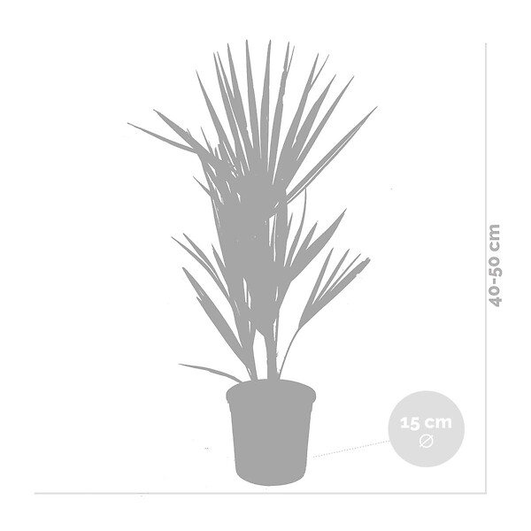 BLOOMIQUE - Lot de 2 - Chamaerops Humilis - Palmier nain européen - Palmier rustique - H. 40-50 cm - P. 15 cm - large