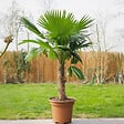 PLANT IN A BOX - Palmier de Washington - Washingtonia robusta - Hauteur 50-60cm - ⌀15cm - vignette