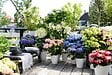 PLANT IN A BOX - Hortensia - Set de 6 - Hydrangea macrophylla - Hauteur 25-40cm - ⌀10,5cm - vignette