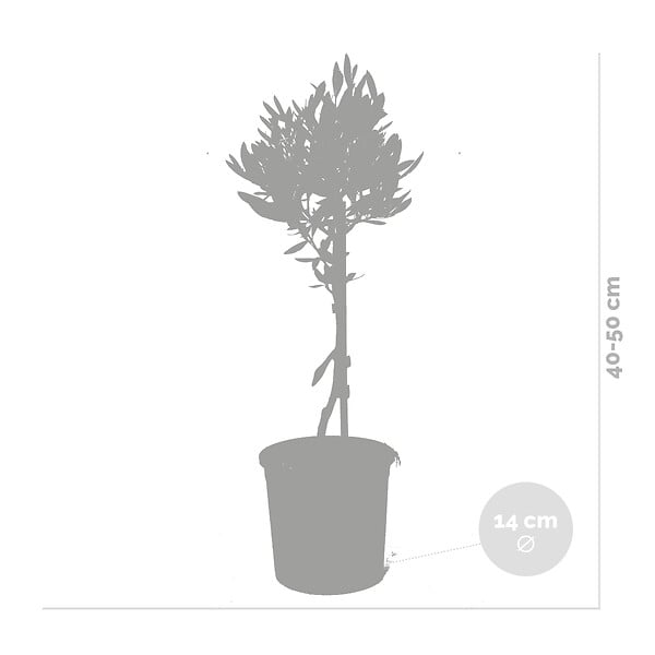 BLOOMIQUE - Lot de 2 - Olea Europaea - Olivier sur tige - Plantes de jardin - H. 30-40 cm - P. 14 cm - large