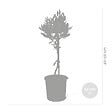BLOOMIQUE - Lot de 2 - Olea Europaea - Olivier sur tige - Plantes de jardin - H. 30-40 cm - P. 14 cm - vignette