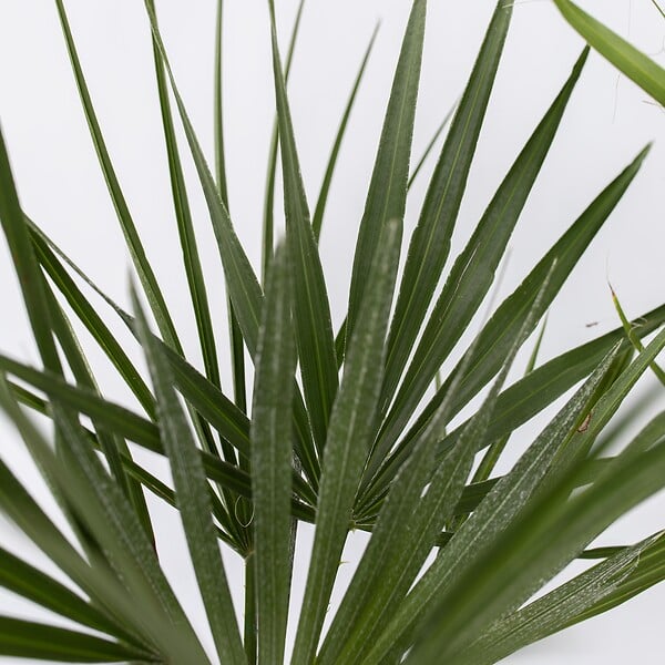 PLANT IN A BOX - Mélange de palmiers d'extérieur - Set de 6 - Hauteur 50-70cm - ⌀15cm - large