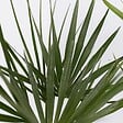 PLANT IN A BOX - Mélange de palmiers d'extérieur - Set de 6 - Hauteur 50-70cm - ⌀15cm - vignette