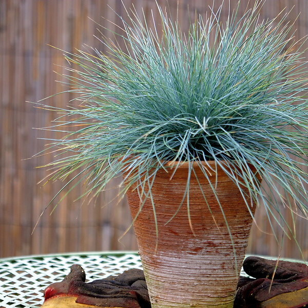 PLANT IN A BOX - Fétuque - Set de 6 - Festuca glauca 'Elijah Blue' - Hauteur 10-15cm - ⌀9cm - large