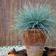 PLANT IN A BOX - Fétuque - Set de 6 - Festuca glauca 'Elijah Blue' - Hauteur 10-15cm - ⌀9cm - vignette