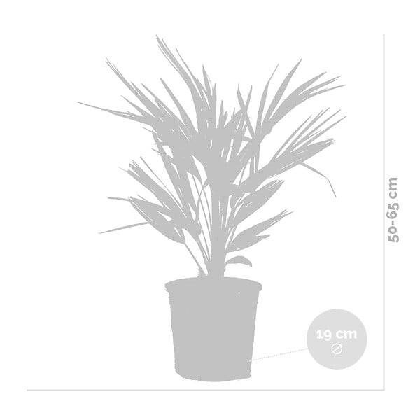 BLOOMIQUE - Chamaerops Humilis - Palmier nain européen - Palmier rustique - H. 60-70 cm - P. 19 cm - large