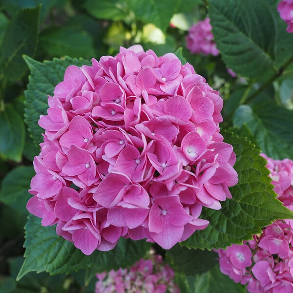 PLANT IN A BOX - Hortensia - Set de 3 - Hydrangea macrophylla - Hauteur 25-40cm - ⌀9cm - large
