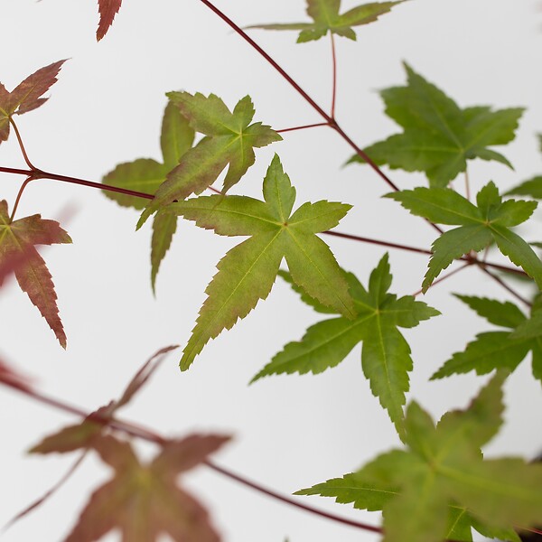PLANT IN A BOX - érable du Japon - Acer palmatum 'Beni Maiko' - Hauteur 60-70cm - âŒ€19cm - large