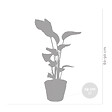 BLOOMIQUE - Strelitzia Nicolai - Oiseau de paradis - Plante d’intérieur - Dépolluante - H. 80-100 cm - vignette