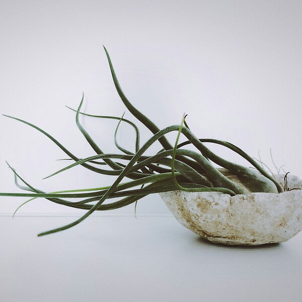 PLANT IN A BOX - Plante aérienne - Set de 10 - Tillandsia - Hauteur 5-15cm - ⌀5cm - large
