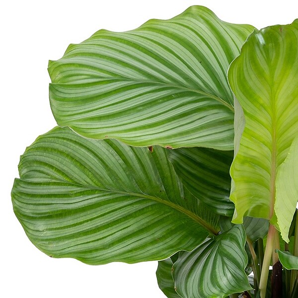 BLOOMIQUE - Lot de 2 - Calathea Orbifolia - Plante paon - Plante d’intérieur - H. 40-50 cm - P. 14 cm - large