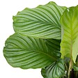 BLOOMIQUE - Lot de 2 - Calathea Orbifolia - Plante paon - Plante d’intérieur - H. 40-50 cm - P. 14 cm - vignette