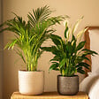PLANT IN A BOX - Mélange de plantes d'intérieur - Set de 2 - Hauteur 60-75cm - ⌀17cm - vignette
