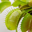 BLOOMIQUE - Lot de 2 - Dionaea Muscipula - Plante Carnivore - Facile d’entretien - 05-10 cm - vignette