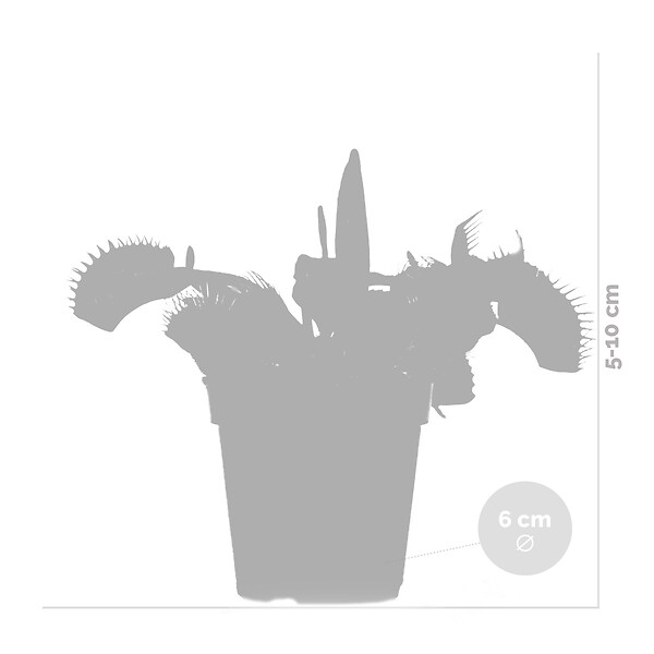 BLOOMIQUE - Lot de 2 - Dionaea Muscipula - Plante Carnivore - Facile d’entretien - 05-10 cm - large