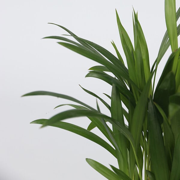 PLANT IN A BOX - Plantes d'intérieur tendance - Set de 4 - Hauteur 25-40cm - ⌀12cm - large