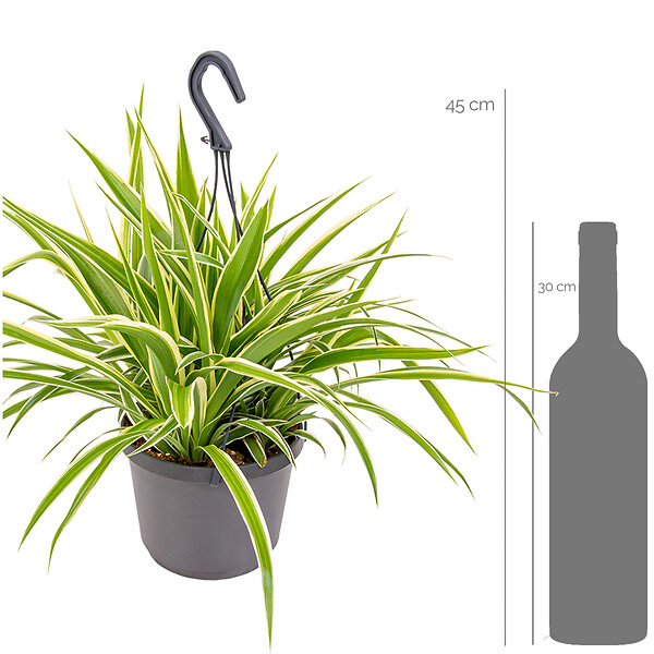 BLOOMIQUE - Chlorophytum 'Variegatum' - Plante araignée - Plante suspendue - Dépolluante - H. 30-40 cm - large
