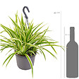 BLOOMIQUE - Chlorophytum 'Variegatum' - Plante araignée - Plante suspendue - Dépolluante - H. 30-40 cm - vignette