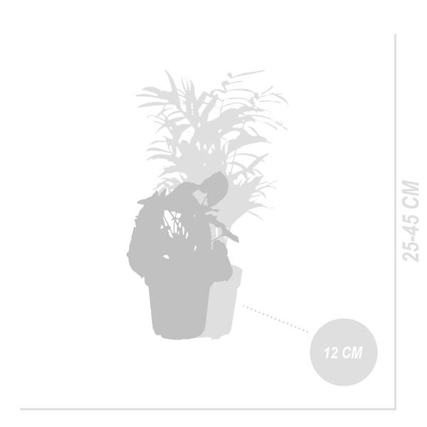 BLOOMIQUE - Lot de 6 - Mélange de plantes vertes - H. 20-40 cm - P. 12 cm - large