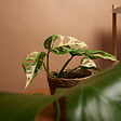 BLOOMIQUE - Monstera Adansonii Variegata - Masque de singe - Hauteur 20-25 cm - Pot 12 cm - vignette