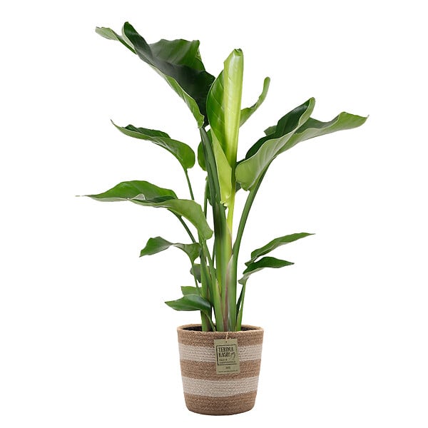 BLOOMIQUE - Strelitzia Nicolai - Oiseau de paradis - Plante d’intérieur - Dépolluante - H. 80-100 cm - large