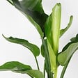 BLOOMIQUE - Strelitzia Nicolai - Oiseau de paradis - Plante d’intérieur - Dépolluante - H. 80-100 cm - vignette