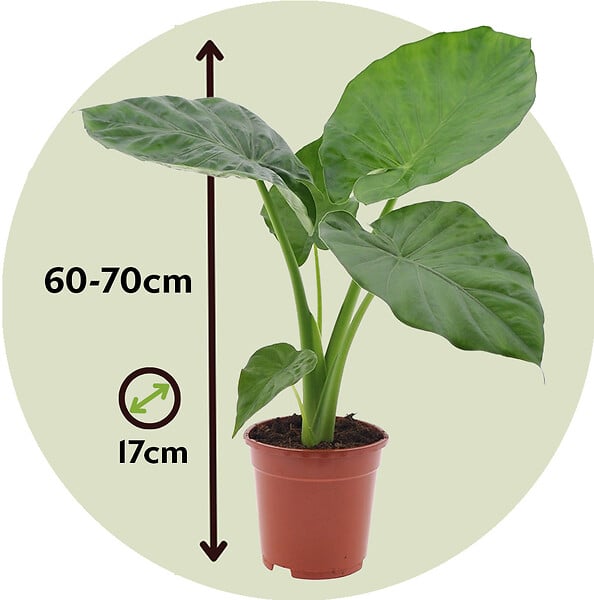 PLANT IN A BOX - Plante à grandes feuilles - Alocasia 'Macrorrhizos' - Hauteur 60-70cm - ⌀17cm - large