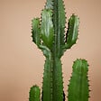 BLOOMIQUE - Euphorbia Acrurensis - Euphorbe - Cactus cowboy - Plante cactus - H. 100-120 cm - P. 24 cm - vignette