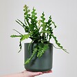PLANT IN A BOX - Cactus orchidée - Epiphyllum 'Anguliger' - Hauteur 30-40cm - ⌀15cm - vignette