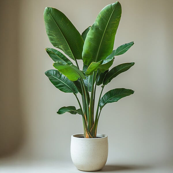 PLANT IN A BOX - Oiseau de paradis - Strelitzia nicolai - Hauteur 55-70cm - ⌀17cm - large