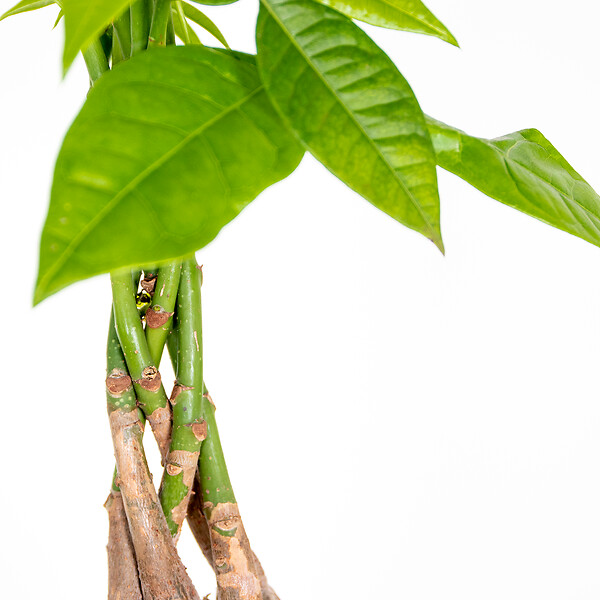 BLOOMIQUE - Lot de 2 - Pachira Aquatica - Arbre à argent - Plante d’intérieur - H. 25-35 cm - P. 12 cm - large