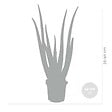 BLOOMIQUE - Lot de 2 - Aloe Vera - Plantes d’intérieur - Plantes grasses - Succulentes - H. 30-40 cm - P. 12 cm - vignette
