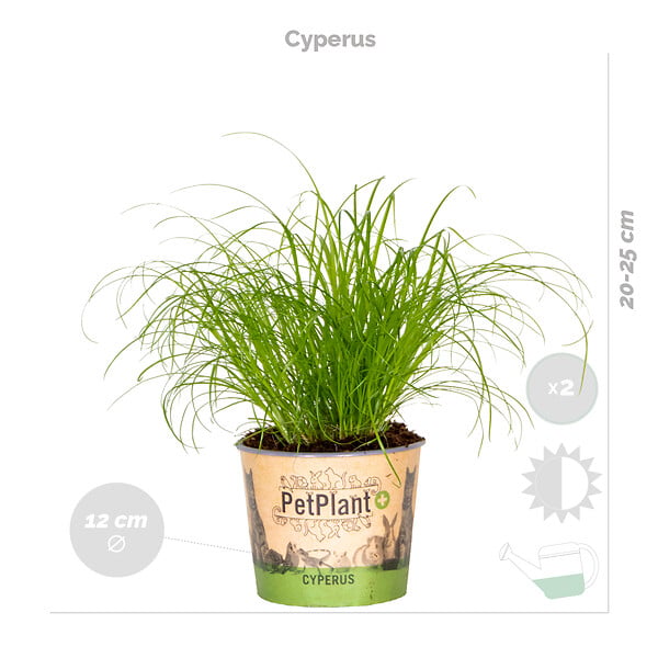 BLOOMIQUE - Lot de 6 - Plantes d’intérieur sans danger pour les animaux - H. 20-30 cm - P. 12 cm - large
