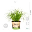 BLOOMIQUE - Lot de 6 - Plantes d’intérieur sans danger pour les animaux - H. 20-30 cm - P. 12 cm - vignette