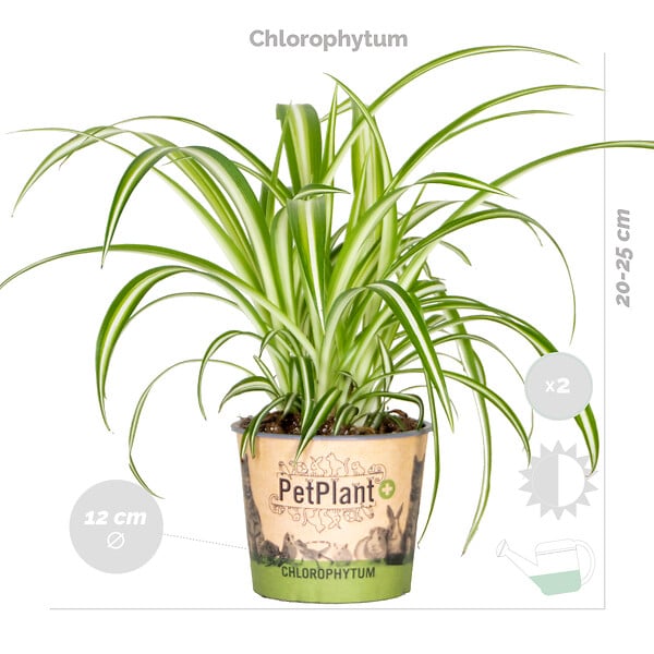 BLOOMIQUE - Lot de 6 - Plantes d’intérieur sans danger pour les animaux - H. 20-30 cm - P. 12 cm - large