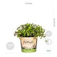 BLOOMIQUE - Lot de 6 - Plantes d’intérieur sans danger pour les animaux - H. 20-30 cm - P. 12 cm - vignette