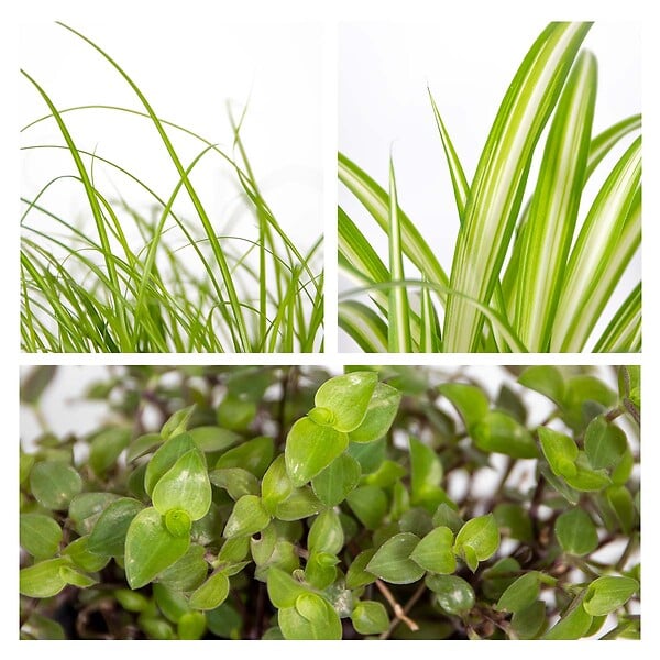 BLOOMIQUE - Lot de 6 - Plantes d’intérieur sans danger pour les animaux - H. 20-30 cm - P. 12 cm - large