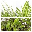 BLOOMIQUE - Lot de 6 - Plantes d’intérieur sans danger pour les animaux - H. 20-30 cm - P. 12 cm - vignette