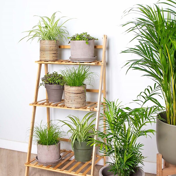 BLOOMIQUE - Lot de 6 - Plantes d’intérieur sans danger pour les animaux - H. 20-30 cm - P. 12 cm - large