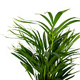 BLOOMIQUE - Dypsis Lutescens - Palmier Areca - Plantes d’intérieur - Dépolluante - H. 60-70 cm - P. 17 cm - vignette