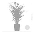 BLOOMIQUE - Dypsis Lutescens - Palmier Areca - Plantes d’intérieur - Dépolluante - H. 60-70 cm - P. 17 cm - vignette