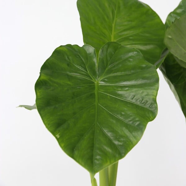 PLANT IN A BOX - Plante éléphant - Set de 2 - Alocasia 'Odora' - Hauteur 55-75cm - ⌀17cm - large