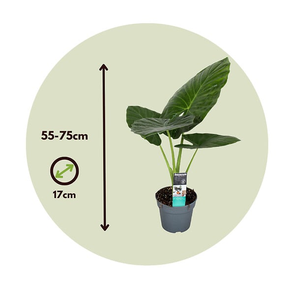 PLANT IN A BOX - Plante éléphant - Set de 2 - Alocasia 'Odora' - Hauteur 55-75cm - ⌀17cm - large