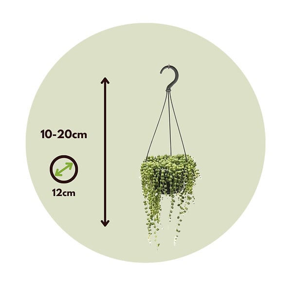 PLANT IN A BOX - Plante collier de perles - Senecio rowleyanus - Hauteur 10-20cm - ⌀12cm - large