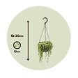 PLANT IN A BOX - Plante collier de perles - Senecio rowleyanus - Hauteur 10-20cm - ⌀12cm - vignette