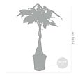 BLOOMIQUE - Pachira Aquatica - Arbre à monnaie - Cacaoyer d’eau - Plantes d’intérieur - H. 60-70 cm - P. 17 cm - vignette