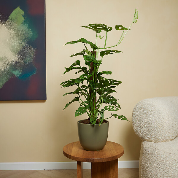 BLOOMIQUE - Lot de 2 - Monstera Adansonii avec Bâton de Mousse - Feuille de Singe - H. 70-80 cm - P. 17 cm - large